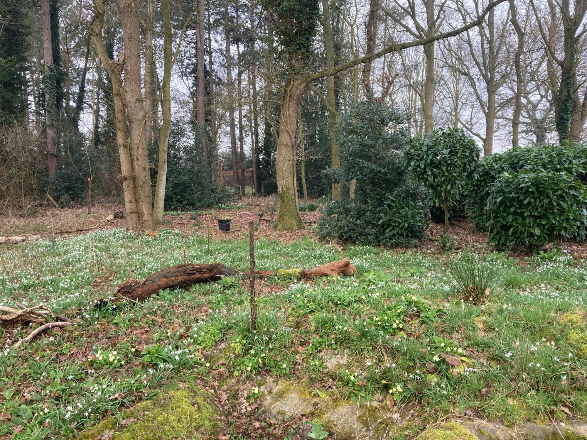 Woodland Retreat, Market Lane, Blundeston, Lowestoft Екстер'єр фото